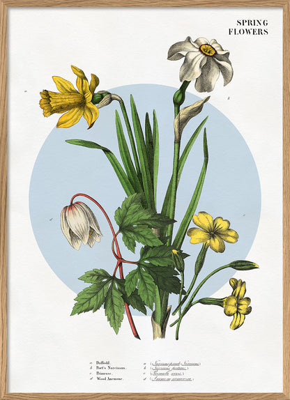 Affiche Spring Flowers 1. 30x40