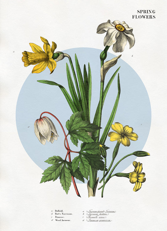 Affiche Spring Flowers 1. 30x40