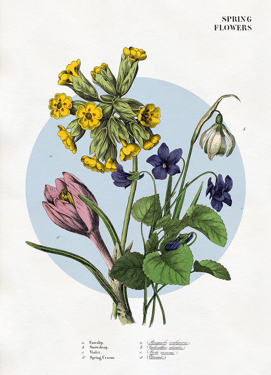 Affiche Spring Flowers 2. 30x40