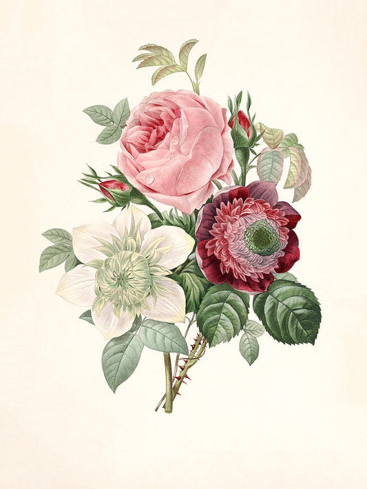 Affiche Rosa, Anemonastrum, Clematis 30x40cm