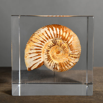 Inclusion Ammonite