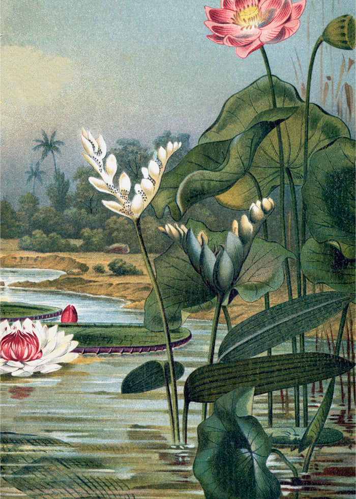 Waterplants Poster 30x40 (Right)