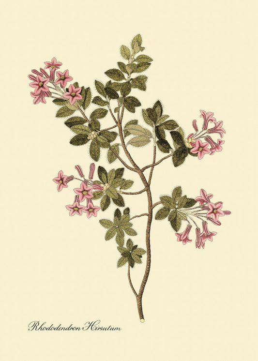 Affiche Rhododendron Hirsutum 30x40