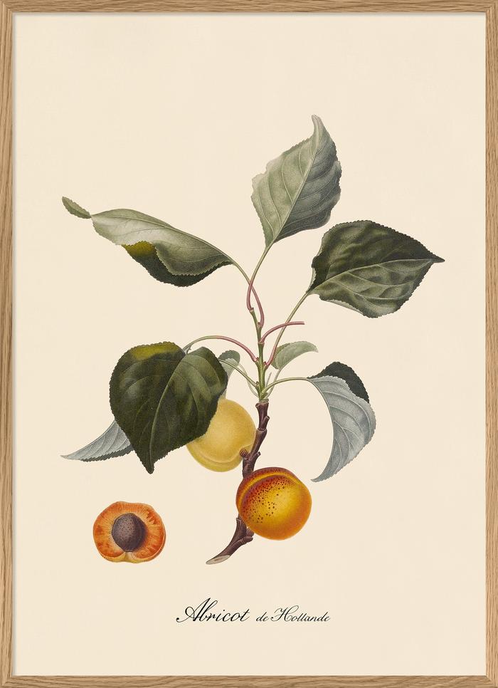 Apricot poster 30x40