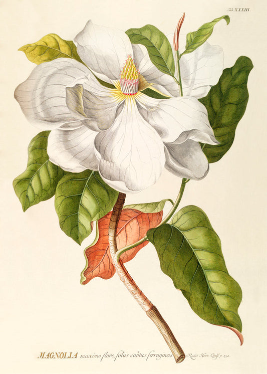 Affiche Magnolia 30x40
