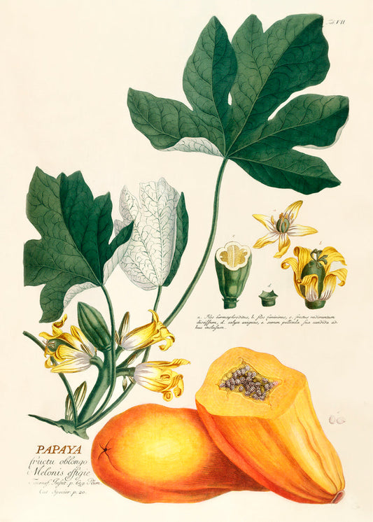 Affiche Papaya Fructu Oblongo Melonis Effigie 30x40