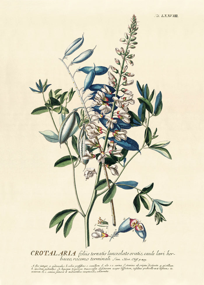 Affiche Crotalaria bleu 30x40