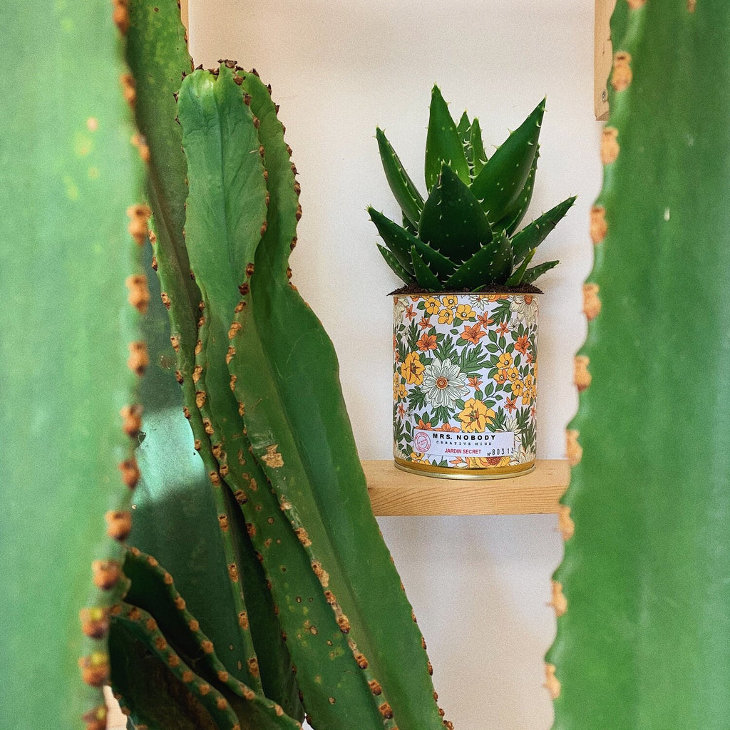 Secret Garden Cactus