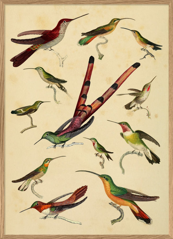 Affiche Hummingbirds 30x40 - The Dybdahl Co. - Coeur Grenadine