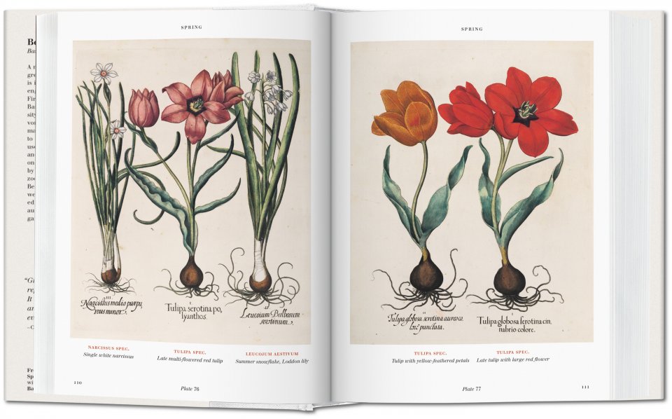 The Herbarium. Hortus Eystettensis.