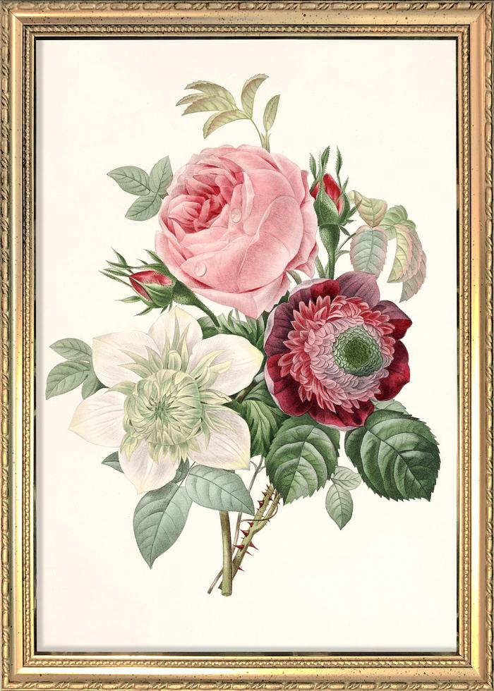 Golden Frame Rosa, Anemonastrum, Clematis