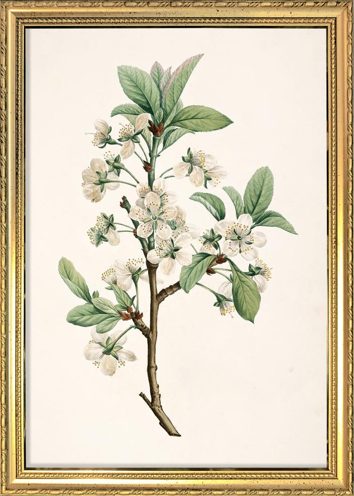 Golden frame Prunus Domestica