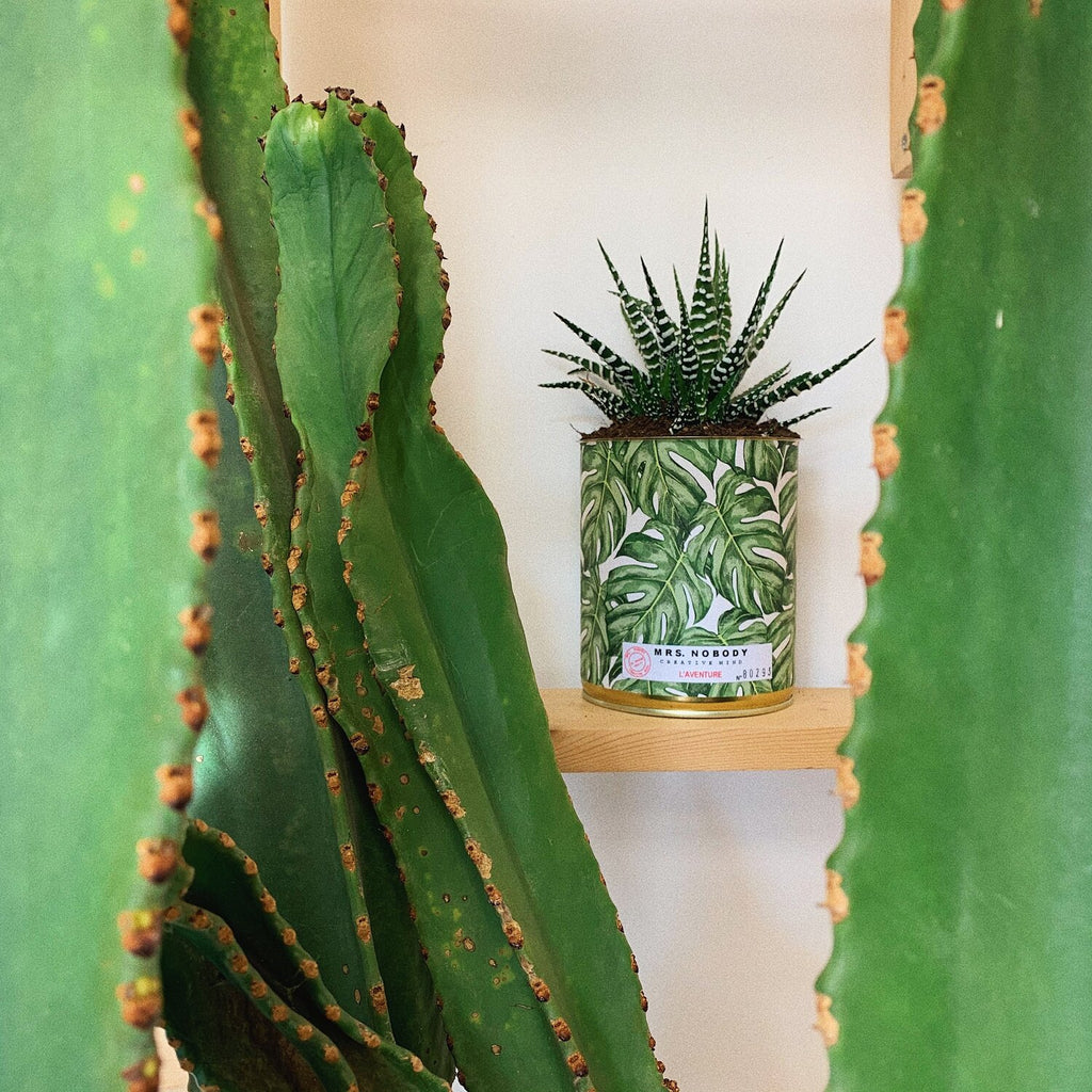 Cactus Adventure
