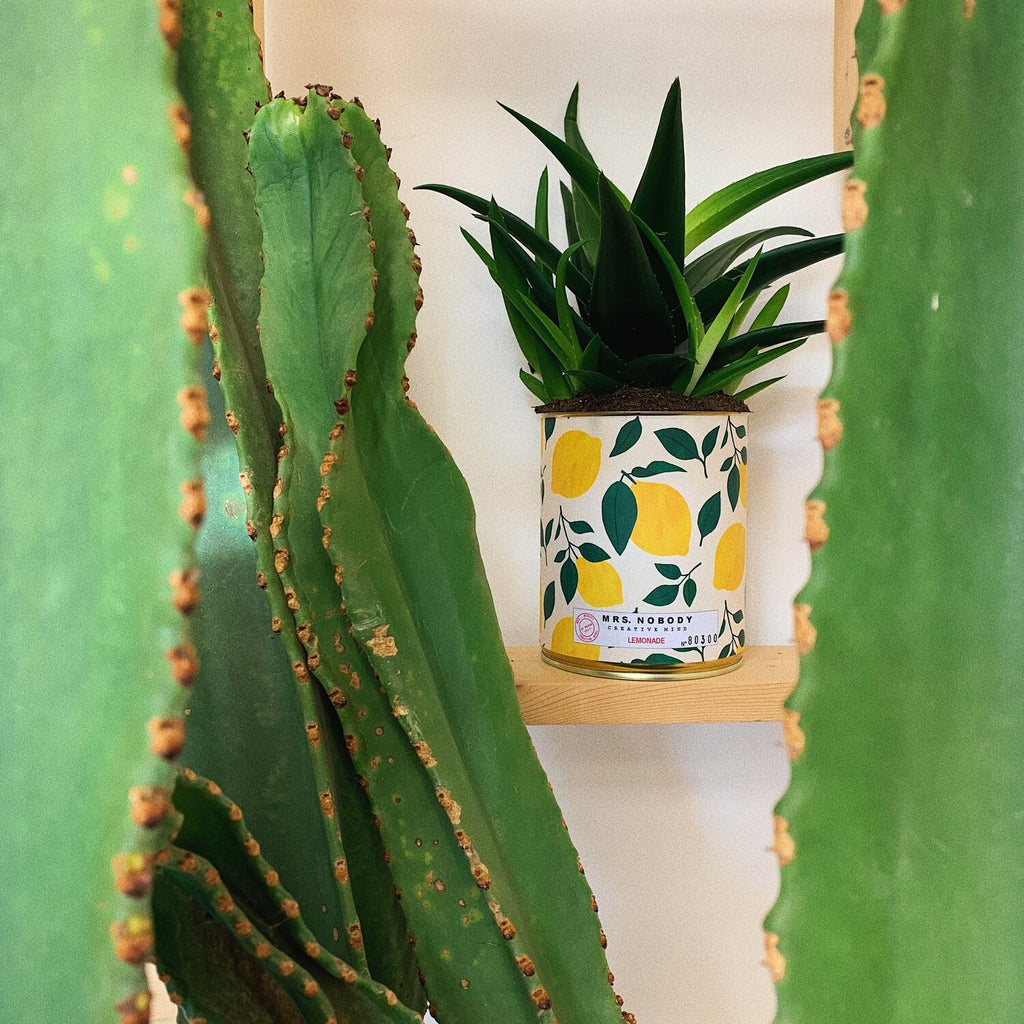 Lemonade Cactus