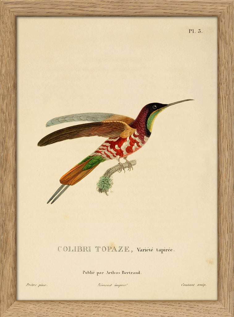 Hummingbird Colibri RC034 Frame