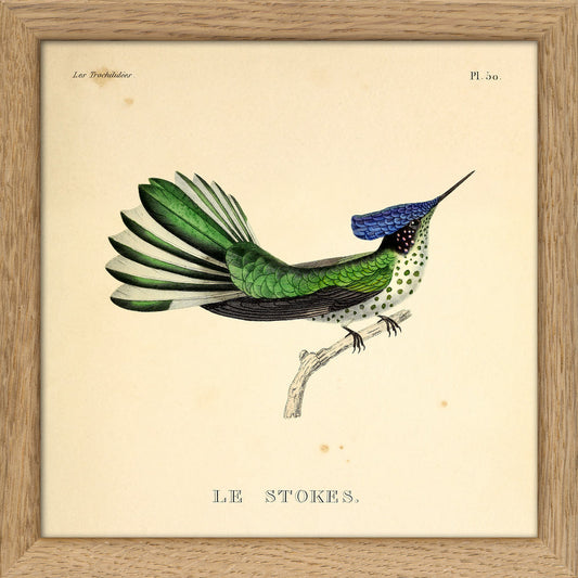 Frame Hummingbird Colibri SQ053
