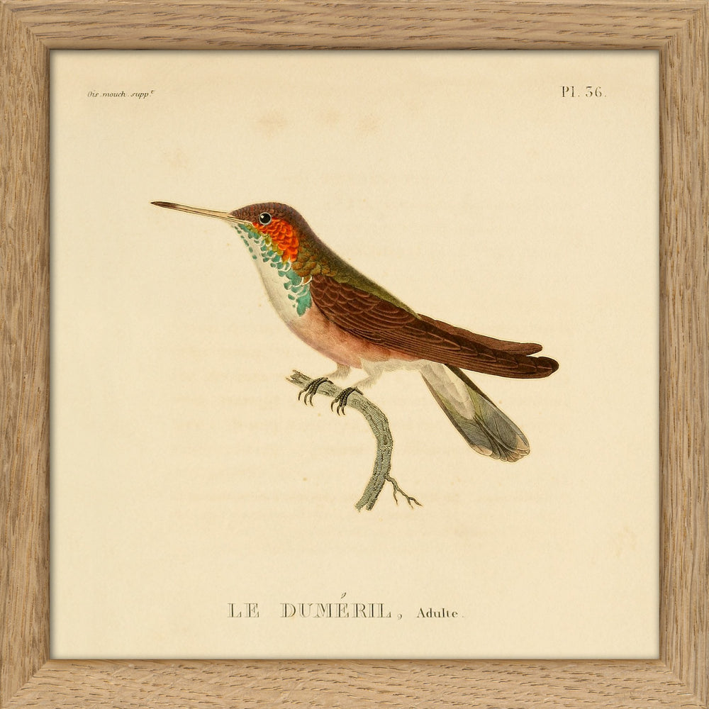 Frame Hummingbird Colibri SQ055