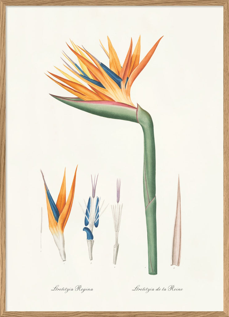 Affiche Strelitzia regina n° 2 30x40 - The Dybdahl Co. - Coeur Grenadine
