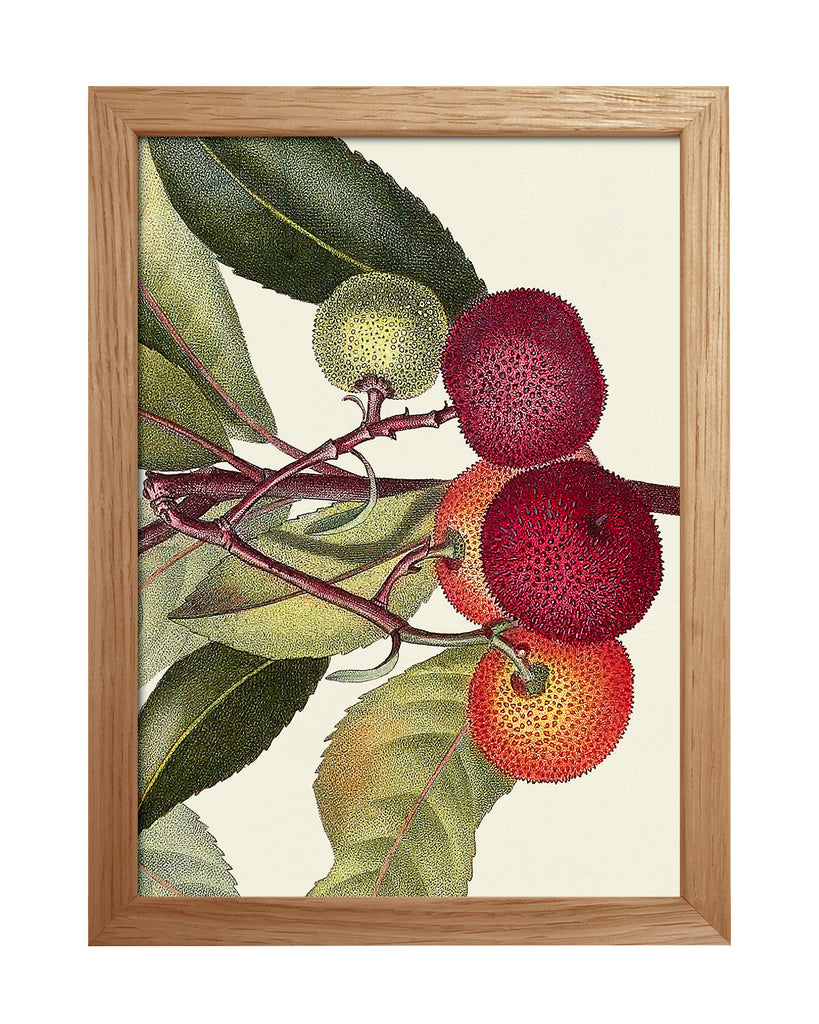 Mini Cadre Fruits 15x21 - The Dybdahl Co. - Coeur Grenadine