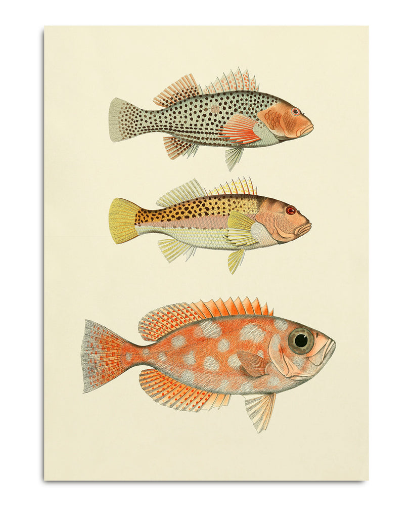 Affiche Fishes 50x70 - The Dybdahl Co. - Coeur Grenadine