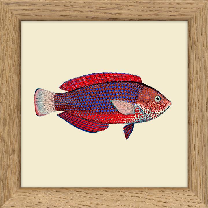Mini Cadre Fish 035 10x10